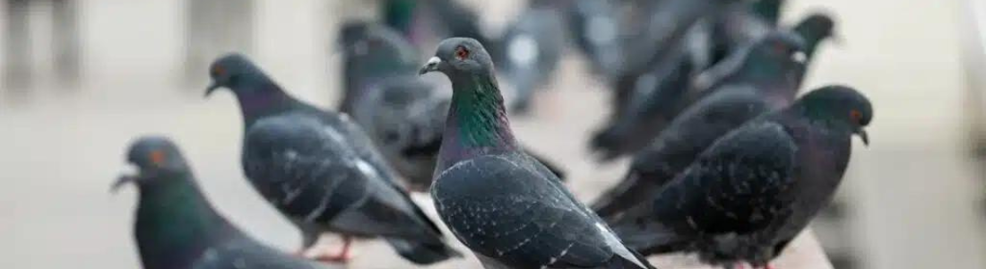 Manejo para o controle de Pombos em São Paulo  24 HORAS